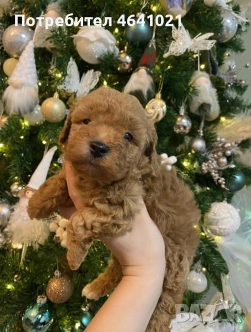 Мини пудел, снимка 3 - Пудели - 52974033