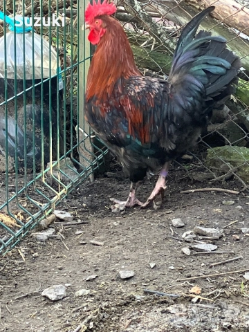 Петлета Маран и Легбар, снимка 8 - Кокошки и пуйки - 53697776