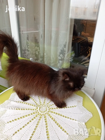 Персийска котка на една година ., снимка 8 - Персийска - 52403277