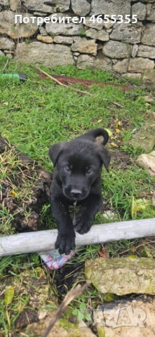 Каракачански кученца, снимка 7 - Каракачанска овчарка - 52467039