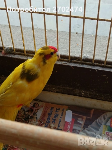 Какарики мъжки , снимка 2 - Папагали - 53798806