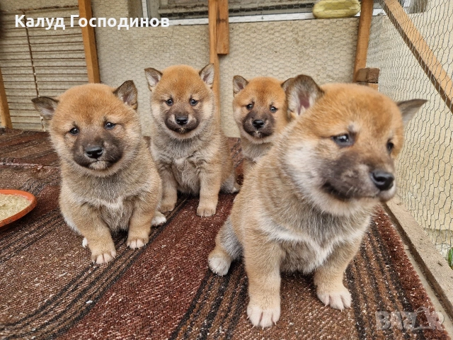 Продавам кученца Шиба Ину, снимка 6 - Шиба ину - 53659658