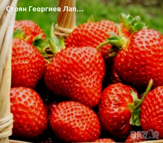 ягоди разсад , снимка 2 - Разсади - 53689194