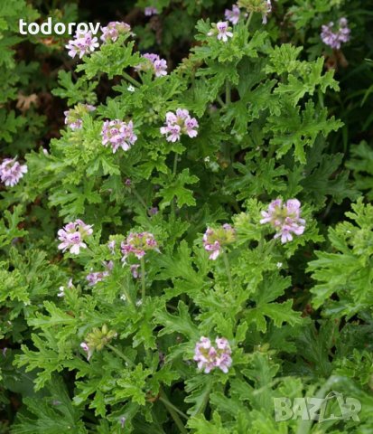 Листа индрише