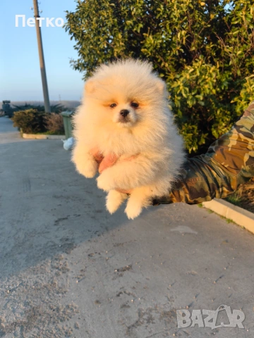 Померан момчета , снимка 7 - Померан - 53723417