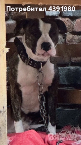 Куче за разплод