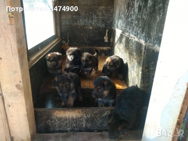 Немски овчарки , снимка 2 - Немска овчарка - 38959979