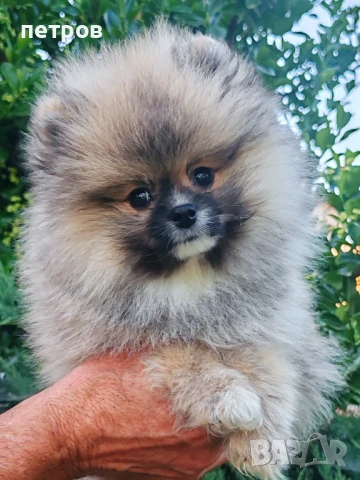 Померан померан, снимка 1