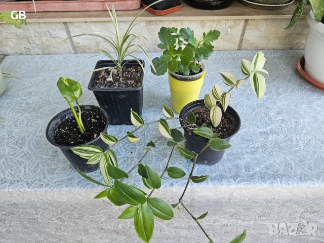 Промо комплект 4 бр. стайни растения, снимка 1
