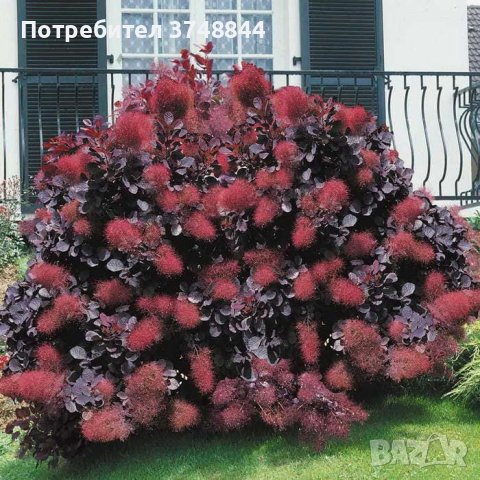 Червена Смрадлика (Cotinus coggygria 'Royal Purple'), снимка 5 - Разсади - 40979101