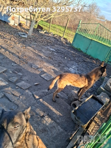 Продава Белгийска овчарка Малиноа , снимка 5 - Белгийска овчарка - 52921799