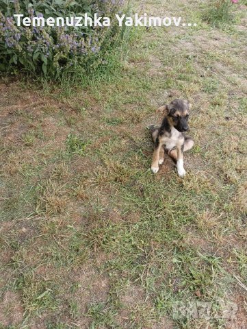 Мечо търси дом!, снимка 2 - Други - 41491171