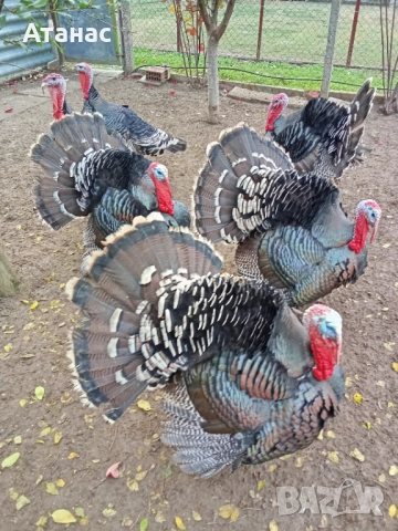 Продавам угоени гъски и пуяци