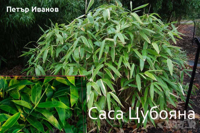 Бамбук студеноустойчив с корен, снимка 4 - Градински цветя и растения - 41115267