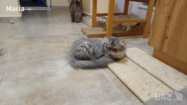 Персийски котета