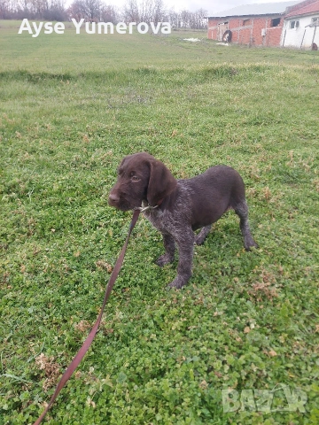 къцухар мъжки, снимка 4 - Курцхаар - 53285713