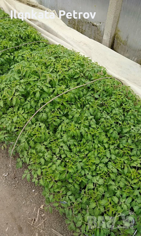 Продавам разсад домати и краставици