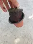 Туя Даника разсад около 20 см , снимка 4