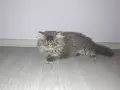 Персийско женско коте на три месеца, снимка 7