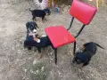 Ловджийско куче , снимка 8