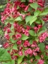 Вайгела, снимка 3