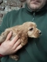 Кокер шпаньол, снимка 4