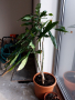 Декоративни растения малки и големи, снимка 10