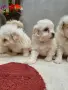 мини малтийски болонки, снимка 5