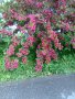 Декоративен храст- Вайгела, снимка 2