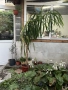 Продава се голяма Юка (Yucca) – красиво и добре развито растение, снимка 1