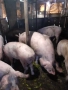 Домашни прасета, снимка 1