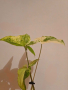Singonium albo variegata , снимка 1 - Стайни растения - 44651898