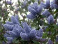 Цеанотусът (Ceanothus) или калифорнийският люляк Налични 3 вида, снимка 1