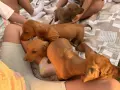 Шоколадови дакелчета, снимка 4