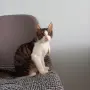 Подарявам мъжко котенце, снимка 13
