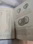 Антикварен медицински атлас по Анатомия (1875 г.) – Dr. Heitzmann, снимка 15