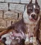 American Bully XL, снимка 17