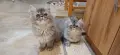 Персийски котета, снимка 1