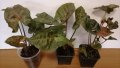 Сингониум/Syngonium podophyllum "Maria" Bronze/, снимка 2