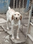 Английски сетер , снимка 5