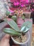 Ароматна Орхидея Спайдър ПРОДАДЕНА, снимка 1 - Стайни растения - 44464101