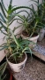 Живо алое вера за лечебна напитка – големи и малки растения, снимка 10
