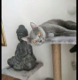 Продава се Женска Британска Котка на 4г., снимка 1