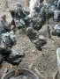Сребърно кантиран виндот, снимка 4
