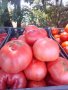 Разсади домати,пипер,краставици,тиквички,марули,патладжан,дини,пъпеши и др, снимка 11