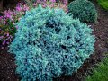 Юниперус(Синя Звезда), снимка 1 - Градински цветя и растения - 41978045