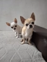 Чихуахуа , снимка 3