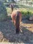 Женско пони, заплодено., снимка 3