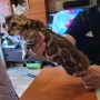 Бенгалски котета, снимка 10
