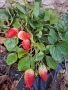 Ягоди сорт Албион, снимка 3